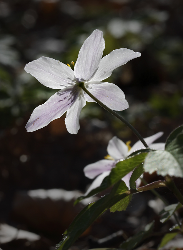 Anemone - larger format