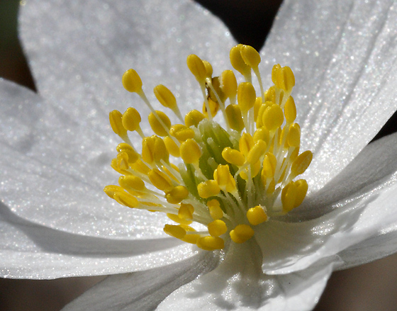 Anemone - smaller format