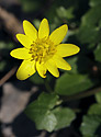 Lesser celandine - main link