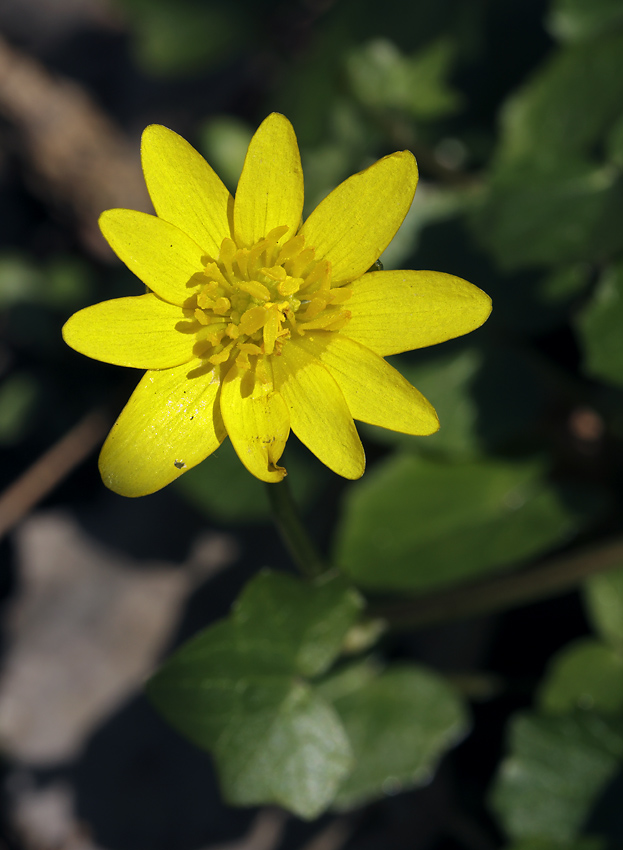 Lesser celandine - larger format