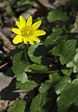 Lesser celandine - main link