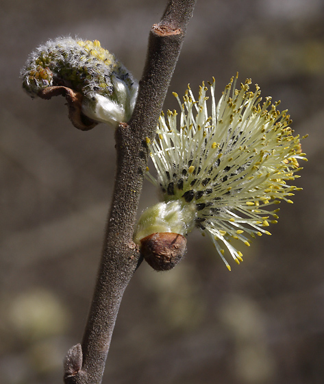 Goat willow - smaller format