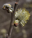 Goat willow - main link