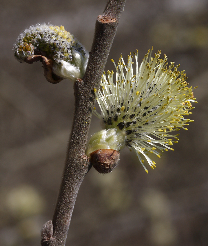 Goat willow - larger format