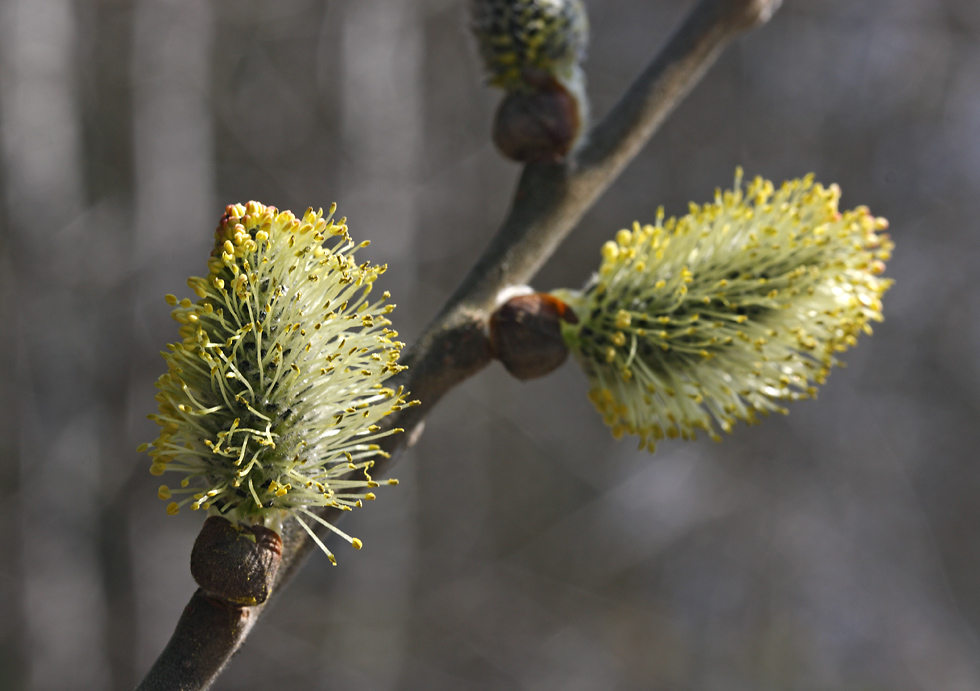 Goat willow - larger format