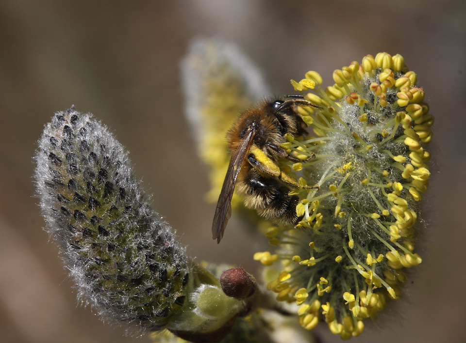 Bee on the goat willow - larger format