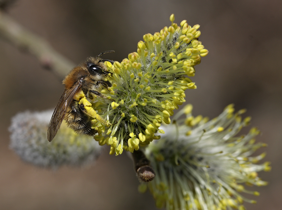 Bee on the goat willow - larger format