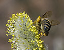 Bee on the goat willow - main link