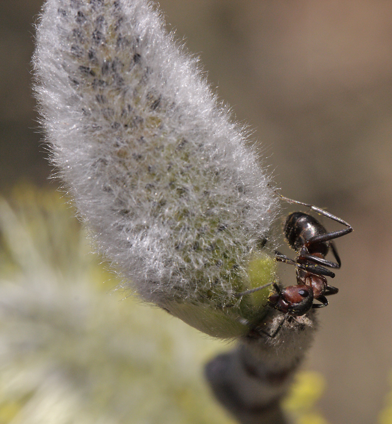 Ant on the goat willow - larger format