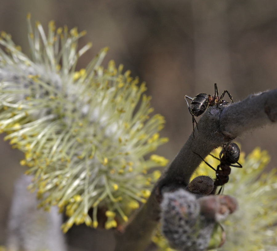 Ants on the goat willow - larger format