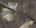 Ant on the goat willow - main link