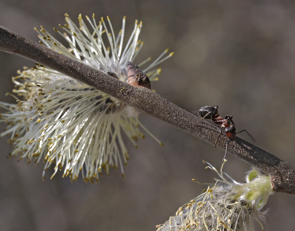 Ant on the goat willow - larger format