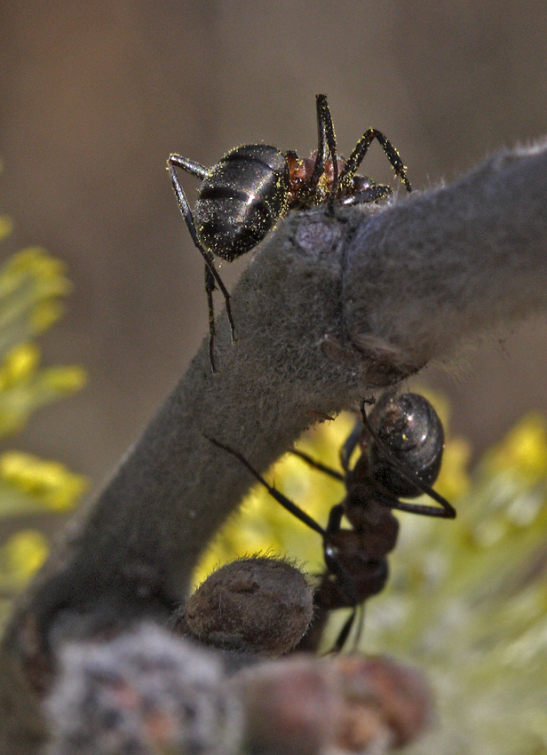 Ants on the goat willow - larger format