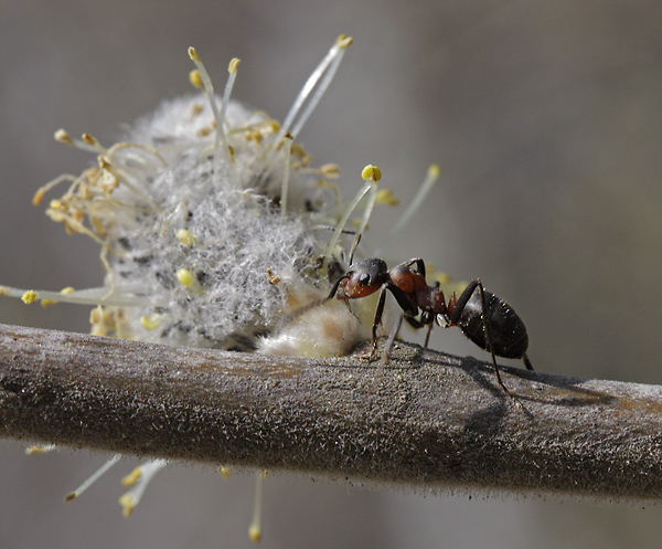 Ant on the goat willow - smaller format