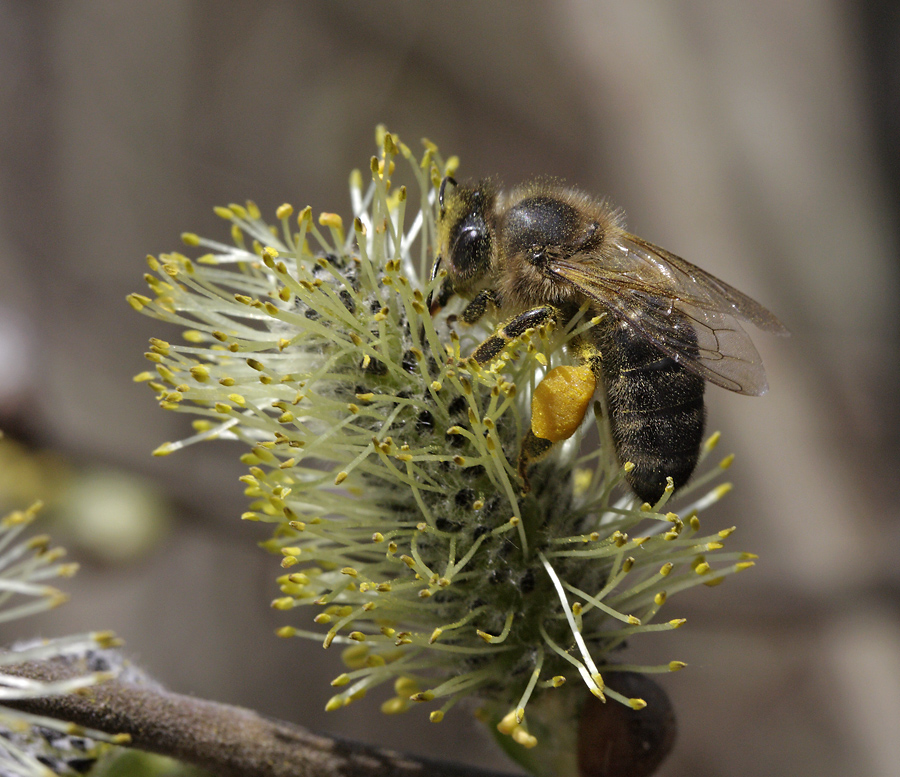 Bee on the goat willow - larger format