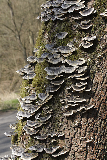 Polypores - smaller format