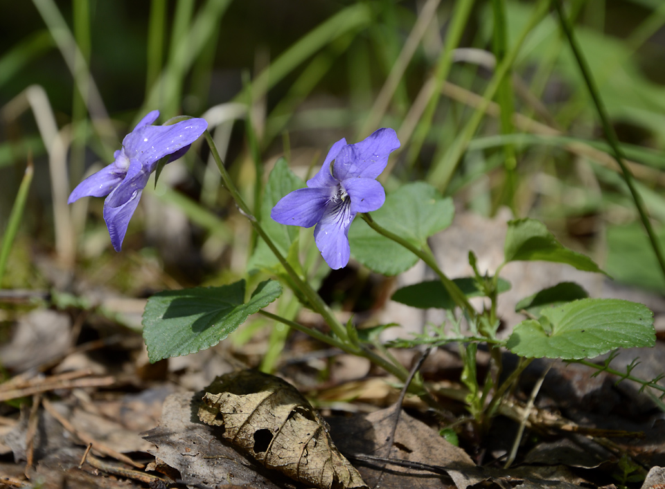 Heath Dog-violet - larger format