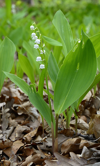 Lily of the valley - smaller format