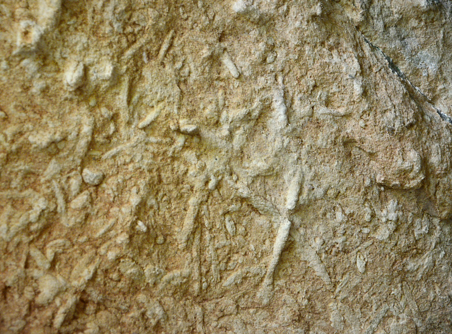 Bioturbace - vt formt