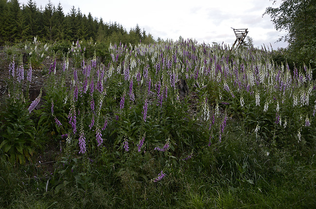 Foxgloves - smaller format