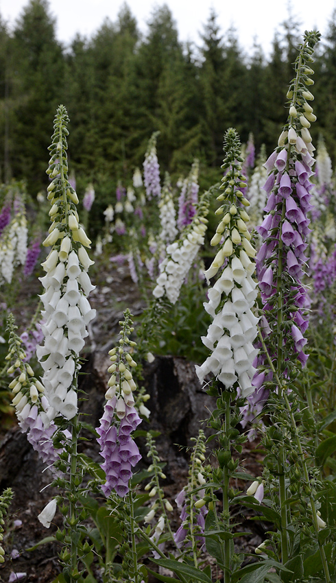 Foxgloves - larger format