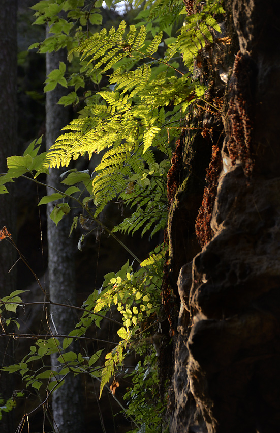 Fern - larger format