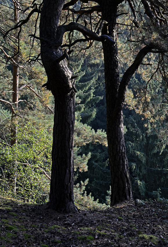 Pines of "Rovers Hills" - larger format