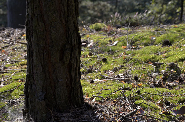 Under pines - smaller format