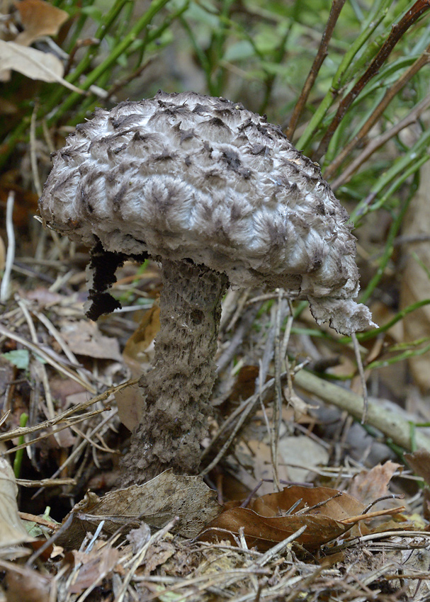 Old Man of the Woods - larger format