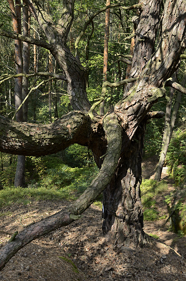 Pine - smaller format