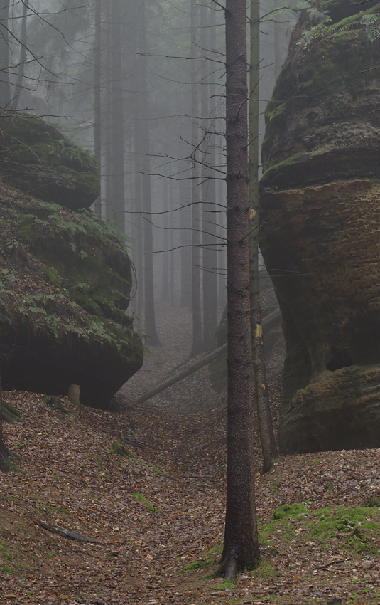 Foggy morning - larger format