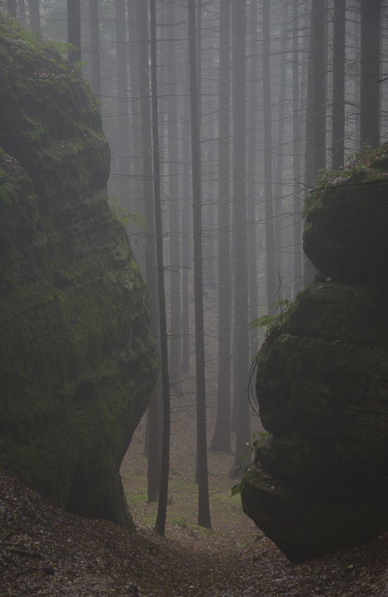 Foggy morning - larger format