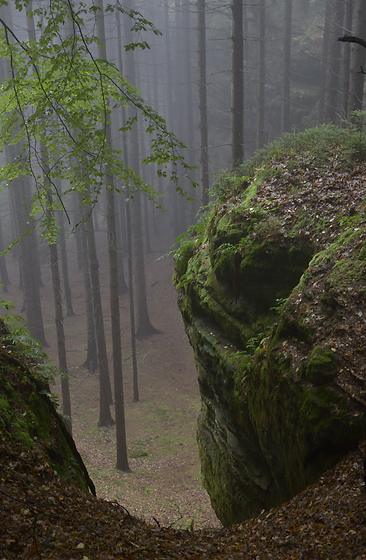 Foggy morning - smaller format