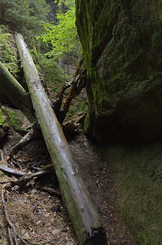 Path into rocks - larger format