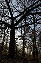 Oaks - main link