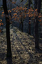 Oaks - main link
