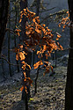 Oaks - main link