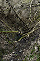 In the gorge - main link