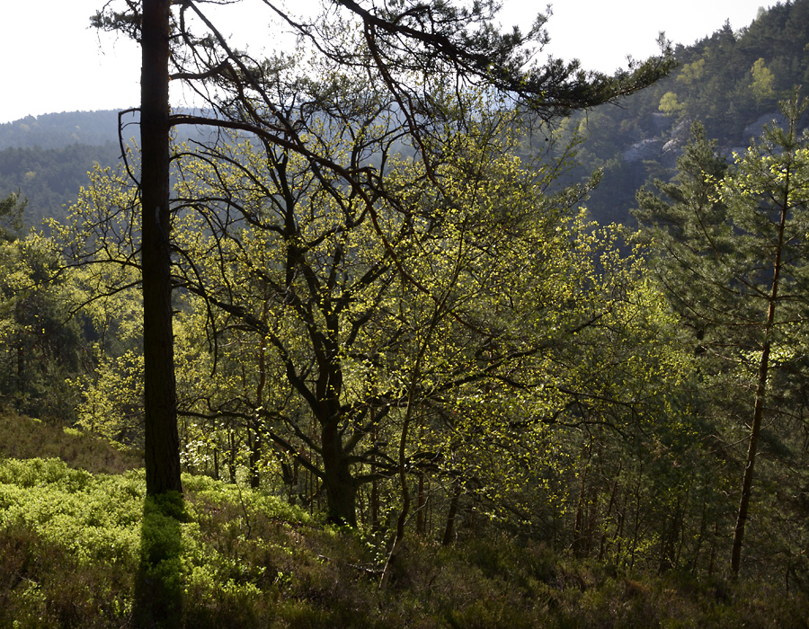 Over the "Chamomile Valley" - larger format