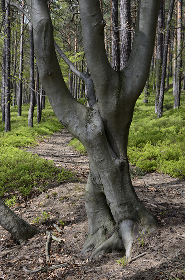 Joined trees - smaller format