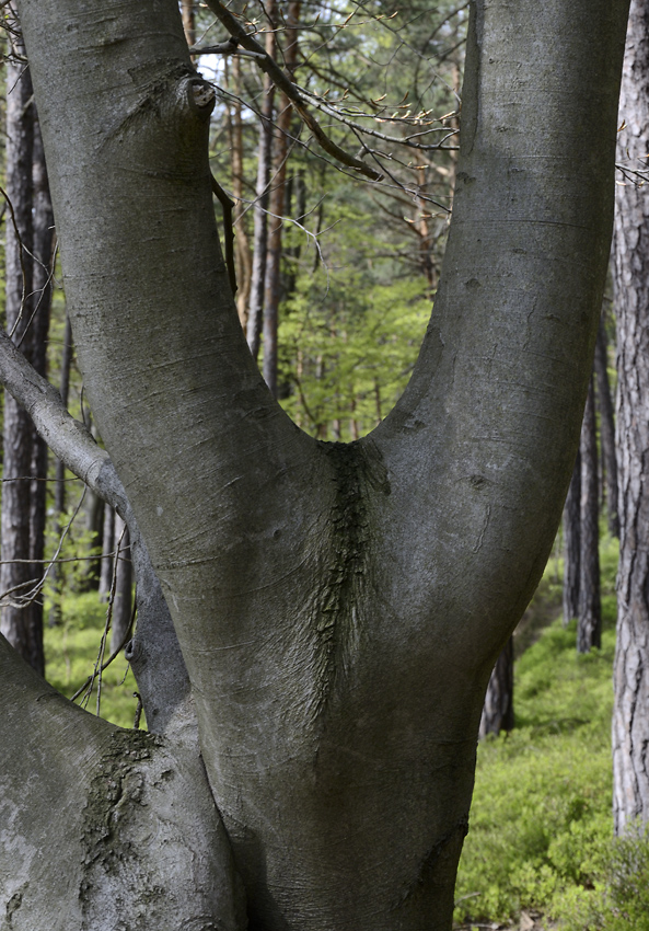 Joined trees - larger format