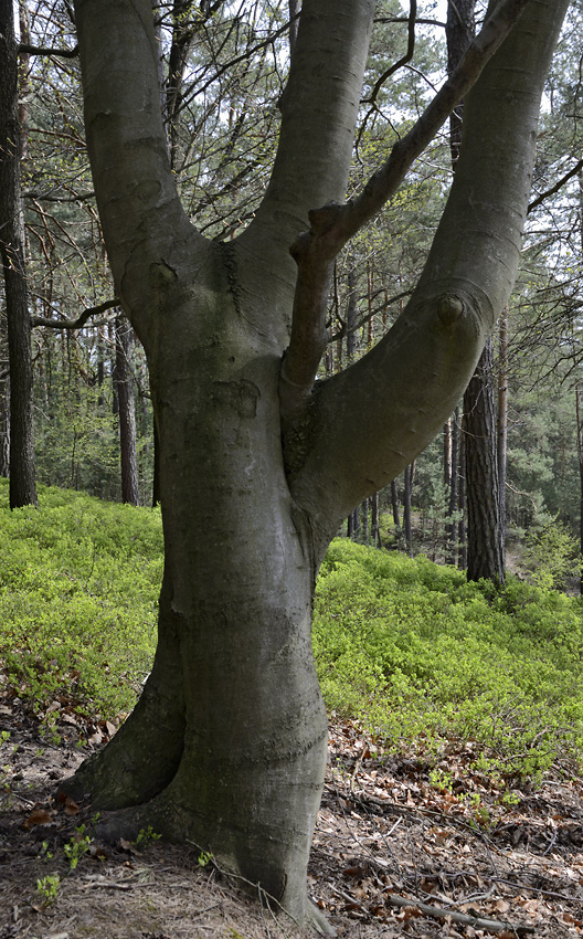 Joined trees - larger format