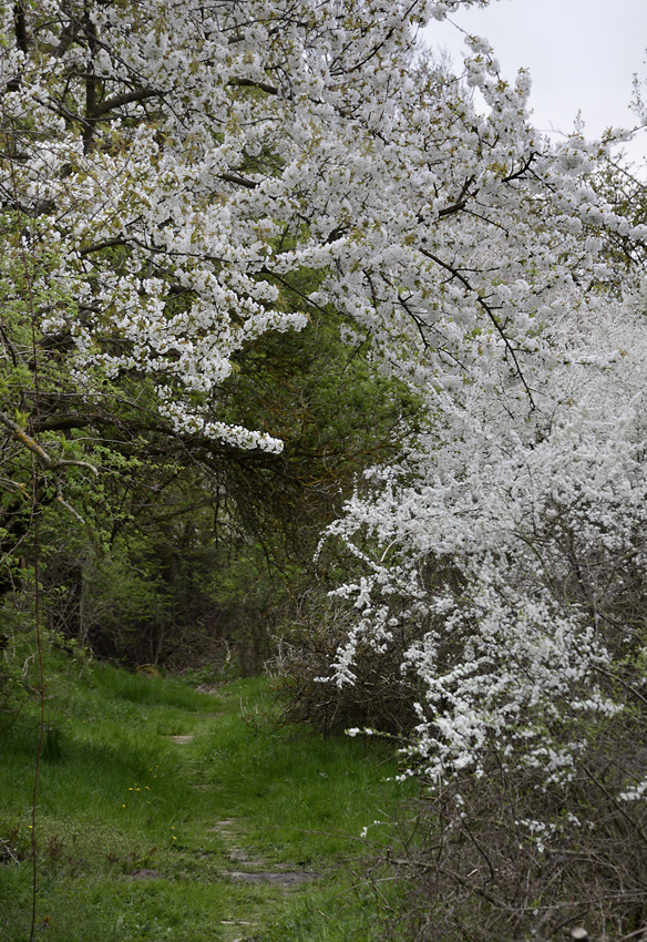 "Old Goose path" - larger format