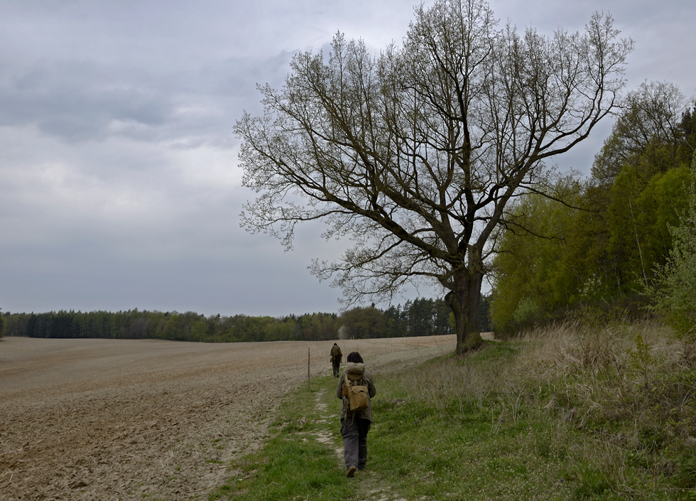 "Old Goose path" - larger format