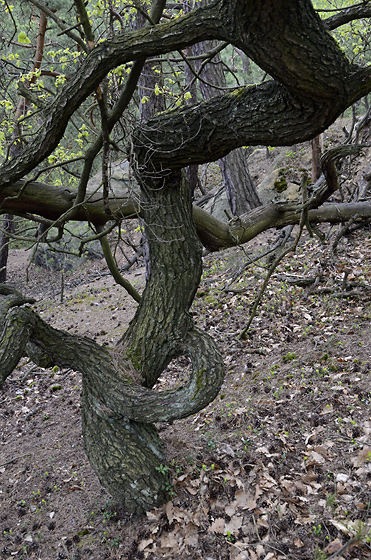 Oak - smaller format