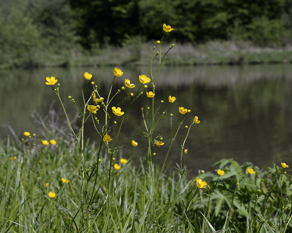 Buttercup - smaller format