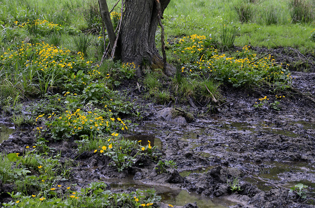 Swamp - smaller format