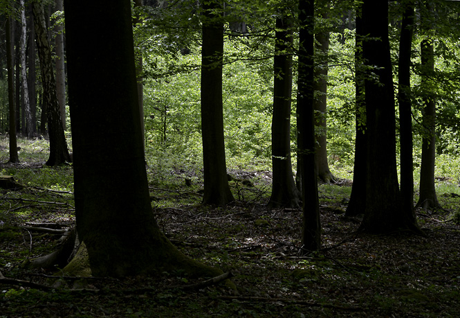 In woods - smaller format