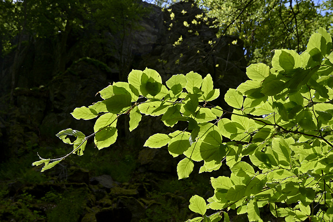 Leaves - smaller format