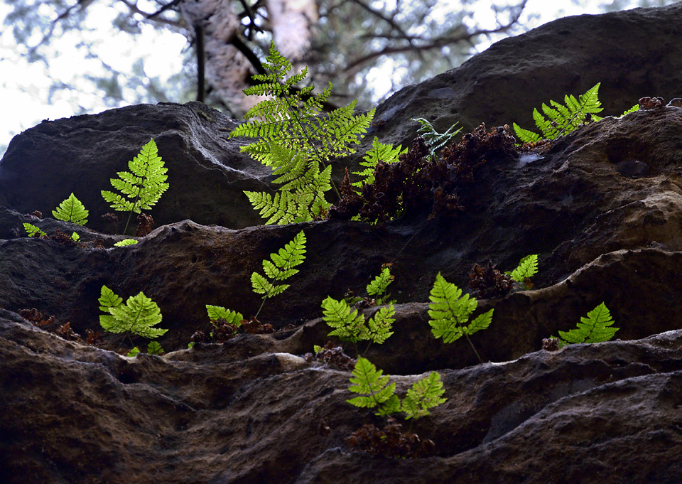 Fern on the wall - larger format